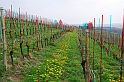 Fiori di primavera_16